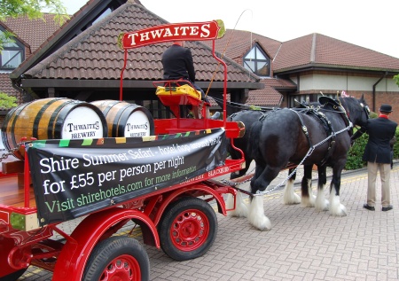 The Thwaites shire horses visit the Aztec Hotel & Spa, Bristol The Thwaites shire horses visit the Aztec Hotel & Spa, Bristol
