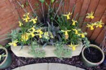Garden trough and pots Garden trough and pots
