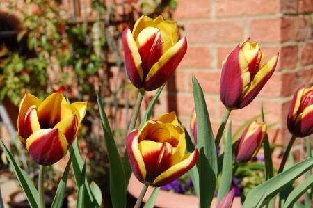 Red and yellow tulips Red and yellow tulips