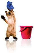 Felina Contract Cleaning, Bristol.