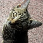 Milly the cat - missing from Wheatfield Drive