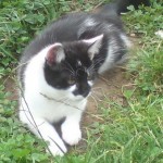 Blacknose the cat - missing from Kings Drive