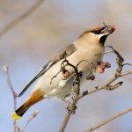 Waxing [photo by Sergey Yeliseev; licence cc by-nc-nd 2.0]