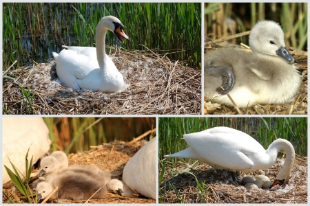 Nesting swan at the Three Brooks Lake, Bradley Stoke