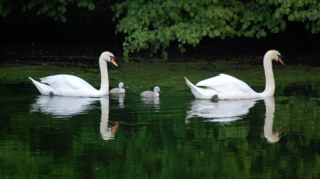 Swans and cygnets at the Three Brooks Lakes, bradley Stoke