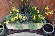 Garden trough and pots