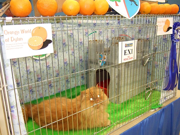 Bristol and District Cat Club's Annual Show.