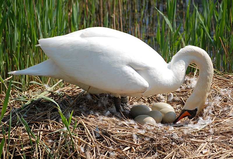 Swan tends eggs in nest at Three Brooks lake, Bradley Stoke.