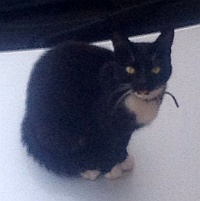 Cat missing from Rosemary Close, Bradley Stoke.