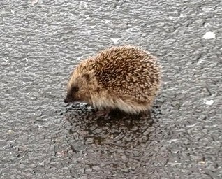 Hedgehog on the pavement near Manor Farm Roundabout, Bradley Stoke.