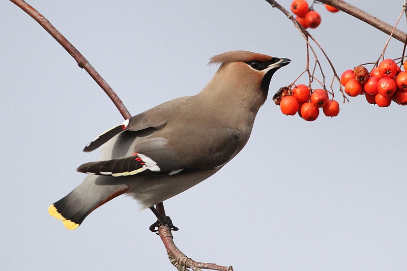 Waxwing pictured at the Willow Brook Centre. [Photo credit: Chris Teague]