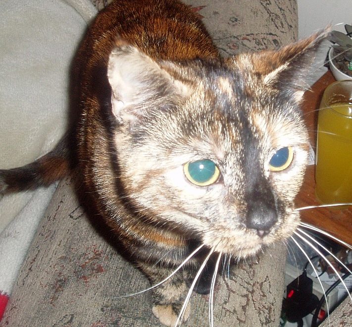 Missing cat: Kiki - last seen in The Hedgerows, Bradley Stoke in 2009.