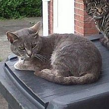 Cat missing from Great Meadow Road, Bradley Stoke, Bristol.