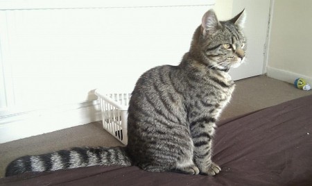 Cat missing from Ormonds Close, Bradley Stoke, Bristol.