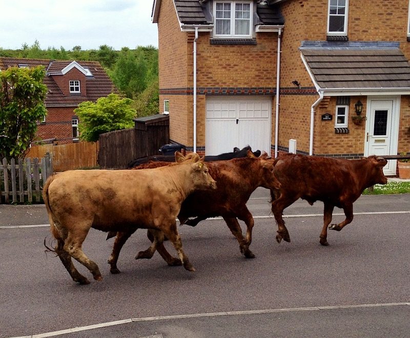 Escaped cows gallop along Juniper Way, Bradley Stoke.