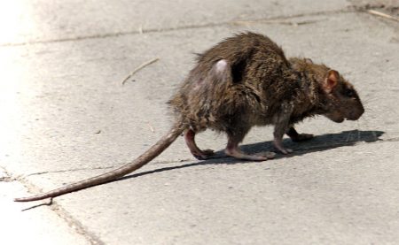 Street rat.