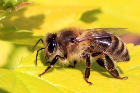 Honey bee (Apis mellifera).