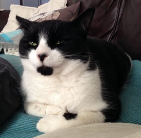 Gabby, a cat missing from Palmers Leaze, Bradley Stoke, Bristol.