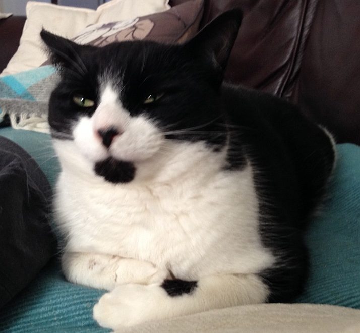 Gabby, a cat missing from Palmers Leaze, Bradley Stoke, Bristol.