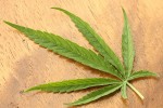 Cannabis sativa leaf Dorsal aspect. [Credit: JonRichfield link: http://bit.ly/1w0NrnA; licence: CC-BY-SA-3.0)