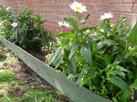 Bradley Stoke in Bloom planting at Palmers Corner.