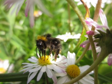 One of the six winning photographs in the School Award category of the British Wildlife Photography Awards 2015