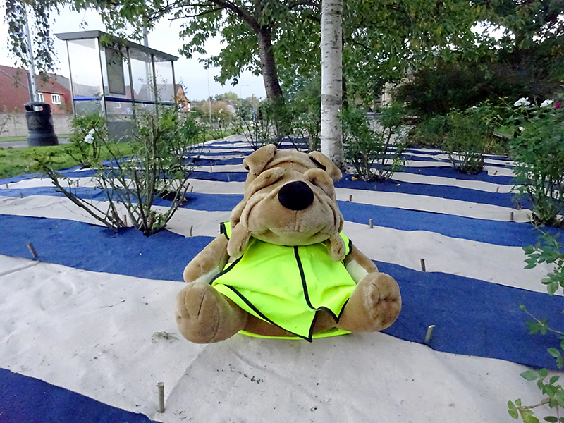 Bradley Stoke in Bloom mascot Orlando sits on the 'candy strip' carpet laid to surpress weeds in a rose bed on Brook Way.