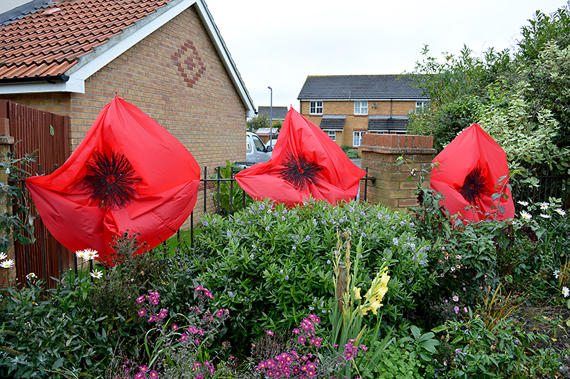 Giant poppies installed near Manor Farm Roundabout by the Bradley Stoke in Bloom group.