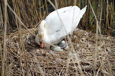 Swans' nest in the Three Brooks Local Nature Reserve, Bradley Stoke.