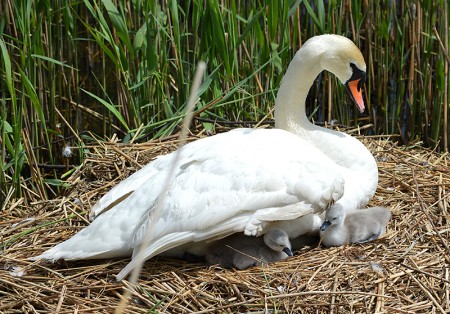 Swan and two cygnets on a nest in the Three Brooks Local Nature Reserve, Bradley Stoke.