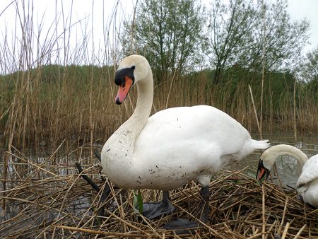 Flooded swans' nest in the Three Brooks Local Nature Reserve, Bradley Stoke.