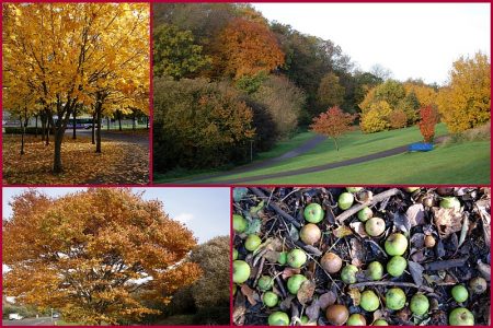 Autumn in The Stokes.