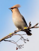 Waxwing on a tree in the car park of the Willow Brook Centre in Bradley Stoke, Bristol.