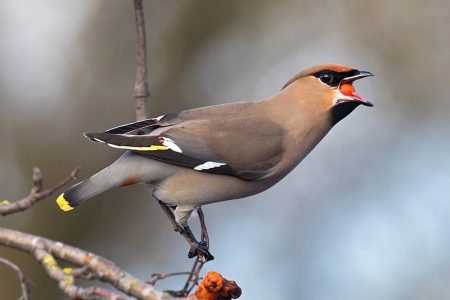 Waxwing on a tree in the car park of the Willow Brook Centre in Bradley Stoke, Bristol.