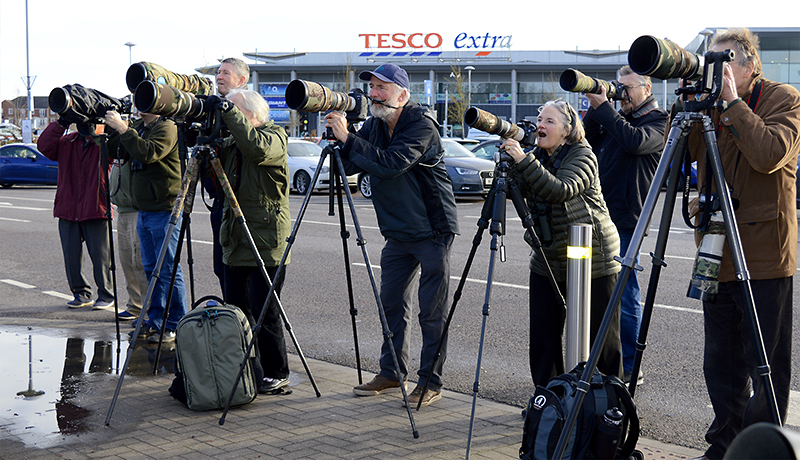 Birdwatchers taking photographs of waxwings in the car park of the Willow Brook Centre, Bradley Stoke, Bristol.