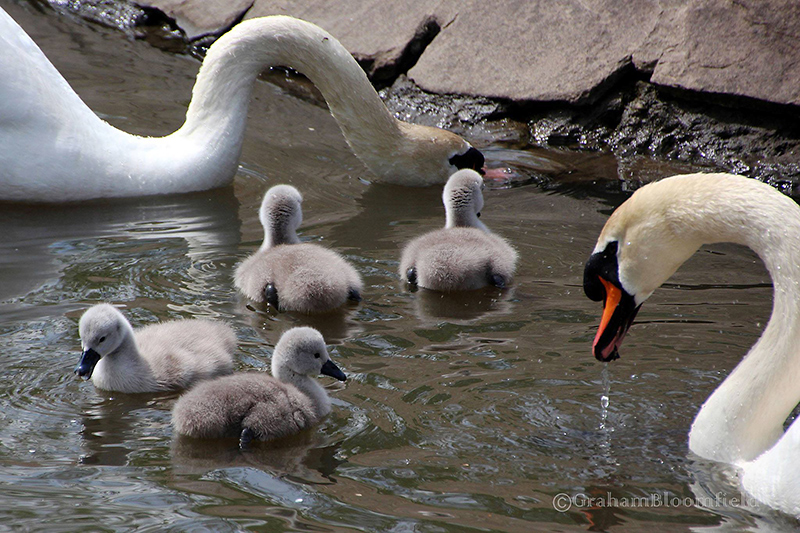 The Three Brooks swans on the lake with their cygnets. [Photo credit: Graham Bloomfield]