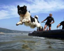 Newfoundland dog jumping into water.