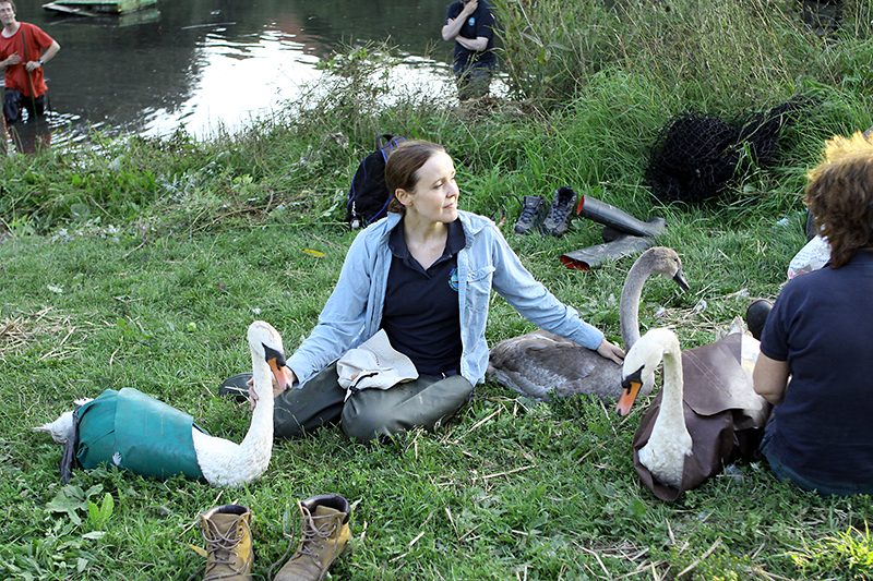 Swan and cygnet ringing at the lake in the Three Brooks Local Nature Reserve, Bradley Stoke.