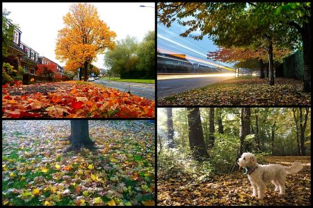 'Autumn in the Stokes' photo competition.