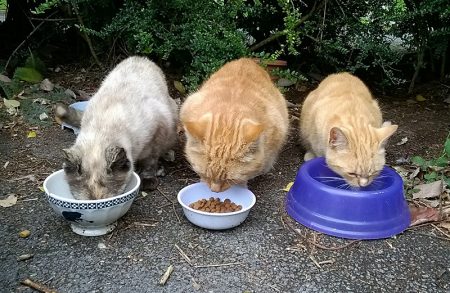 Photo of three feral cats eating from bowls.