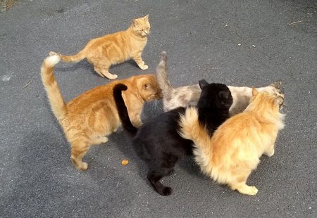 Photo of five cats milling around in a group.