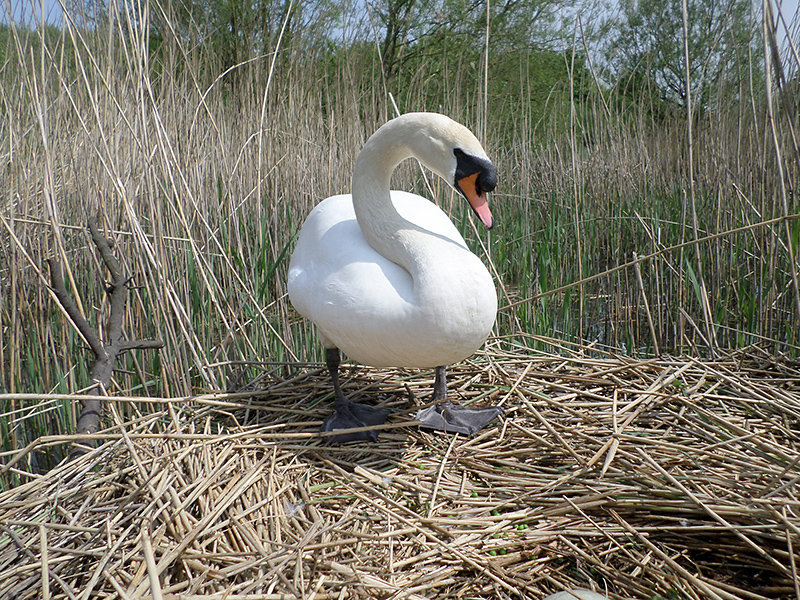 Photo of Bradley on a nest at the lake.