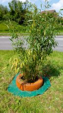 Photo of one of five giant "carrots" that have appeared on Great Stoke Roundabout (a.k.a Rabbit Roundabout).