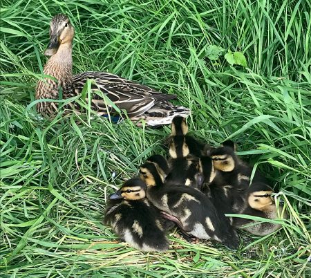 Photo of ducklings resting in grass beside the pond at The Common (East),.