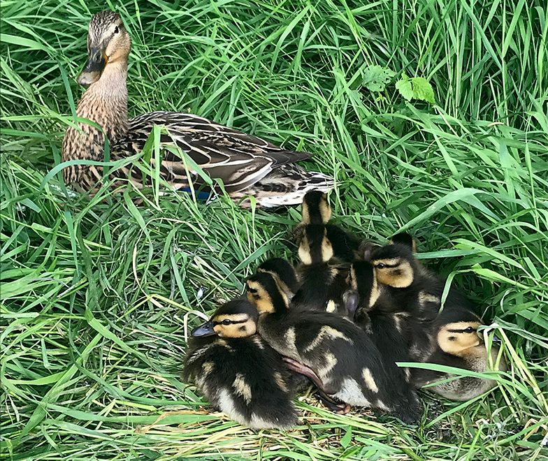 Photo of ducklings resting in grass beside the pond at The Common (East),.