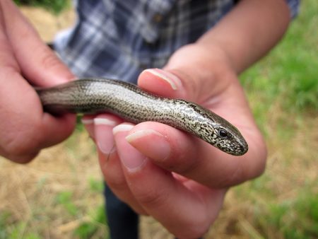 Slow worm.