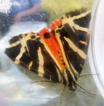 Photo of a Jersey tiger moth.