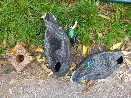 Photo of vandalised decoy ducks at The Common East.