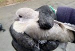 Photo of an injured collared dove, discovered by Bradley Stoke in Bloom volunteers.