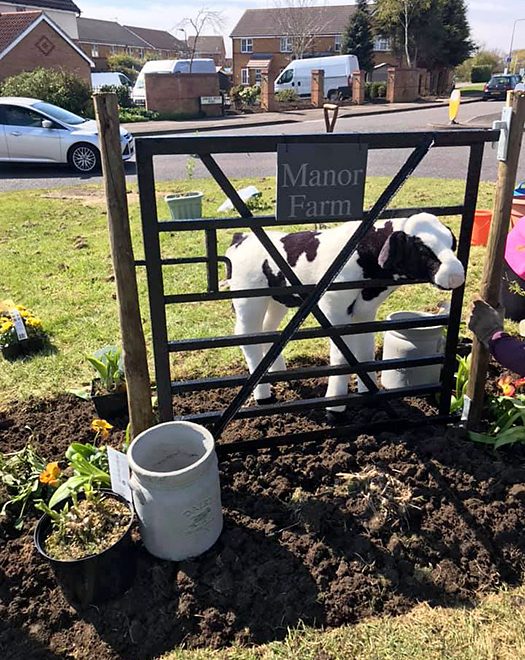 Photo of 'Debbie the heifer' standing behind a gate on Manor Farm Roundabout.